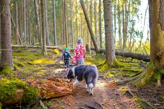 Lapset ja koira kävelevät Vallonjärven luontopolun polkua.
