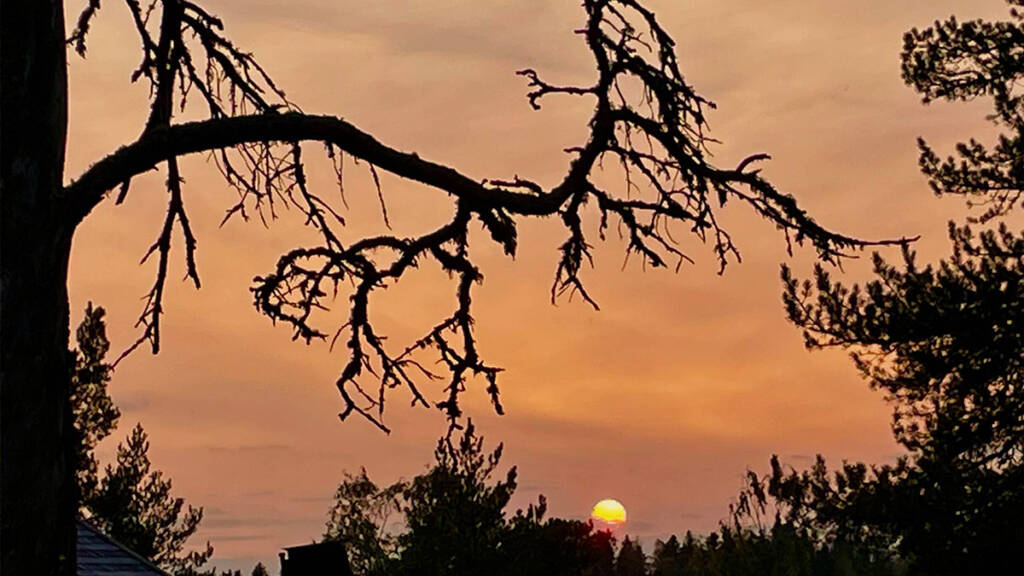 Auringonlasku ja puunoksat.